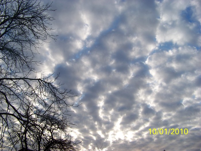 100_8958 - Cer Flori Pasari