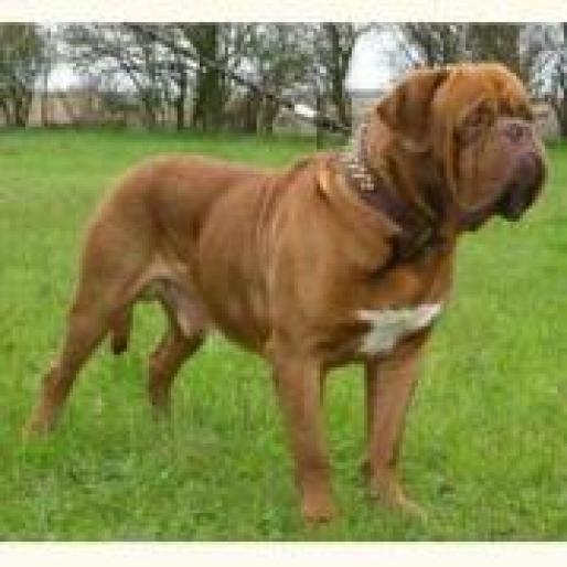 DOG DE BORDEAUX - RASE CAINI