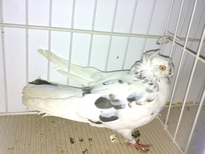 ardeal bim 15 - 1509 rom juc 1