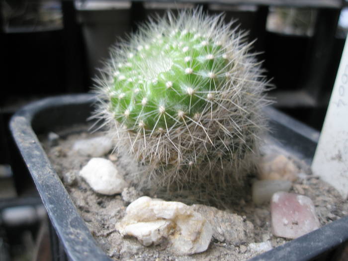 Parodia haselbergii 3