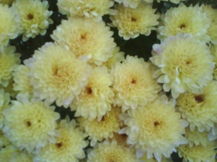 26 - Crizanteme  butasi  DE VANZARE iulie2012