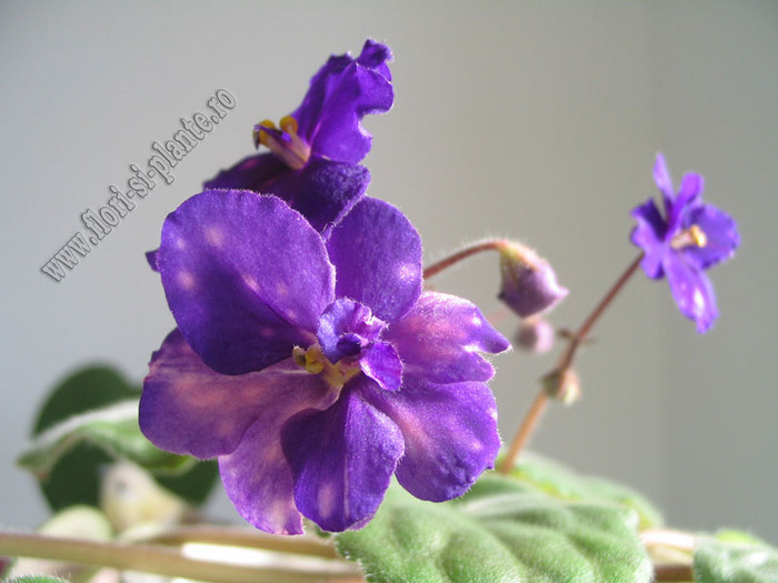 Saintpaulia Galactic Storn 13 - VIOLETE AFRICANE  - Saintpaulia