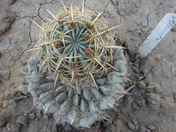 Ferocactus - Cactusi la Constanta