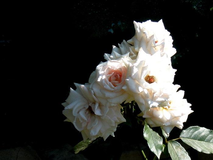 schwanennse_catarator