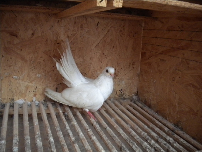 Picture 128 - Raicu 1