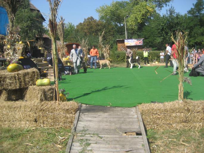 IMG_3278 - EXPO Tg Mures 2008