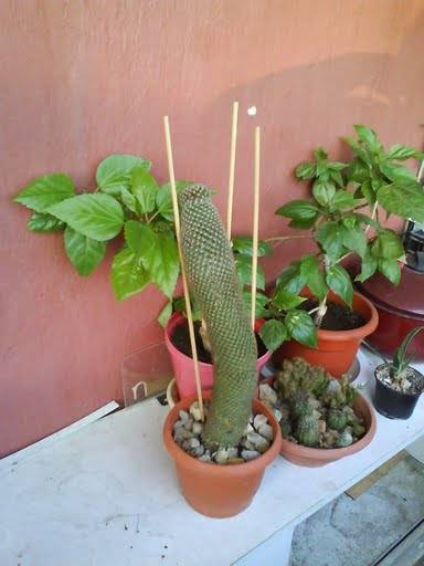 DSC00207 - Cactusi 2009