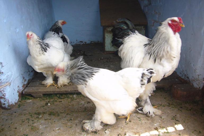 brahma herminat deschis