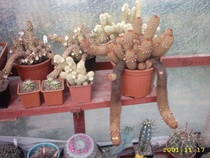 cactusi - Grup de cactusi