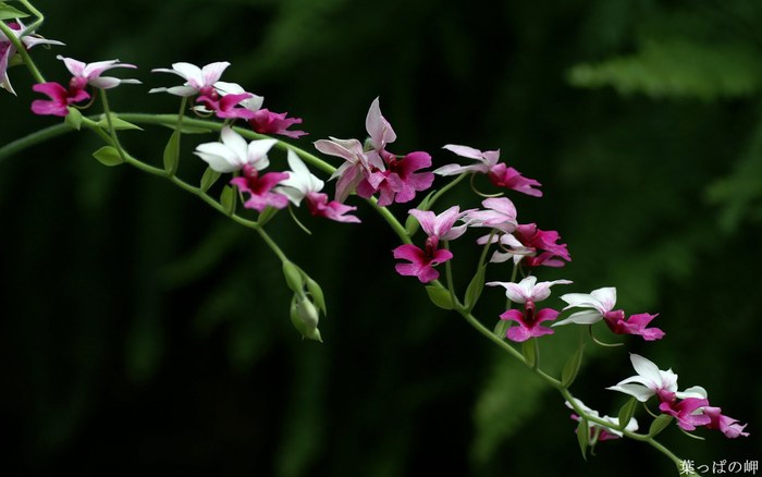 Flower_Market_Flower_show_newflower630