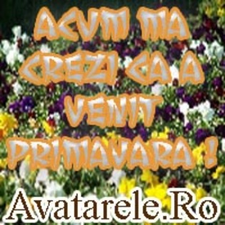 2 - poze avatar primavara