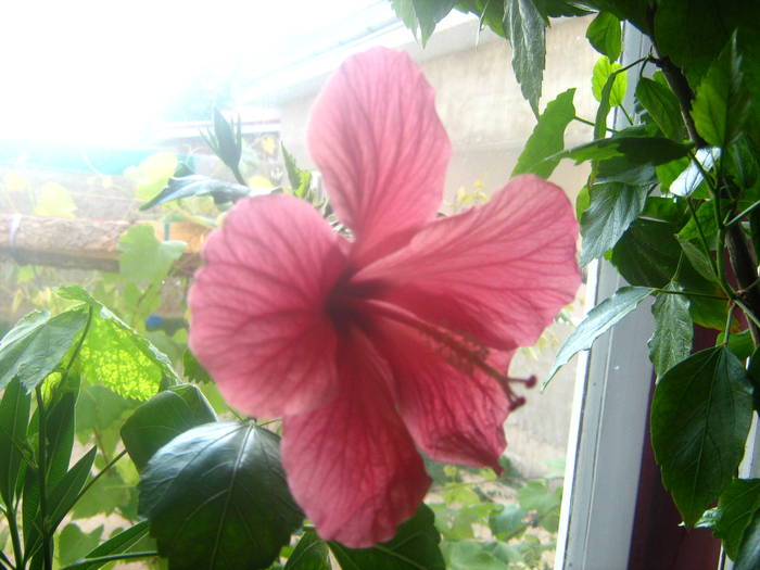 Picture 099 - hibiscusi