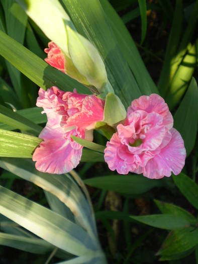 P7252270 - gladiole 2008-2009