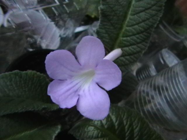 19.02 - streptocarpus 2009