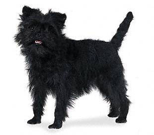 affenpinscher - Toy