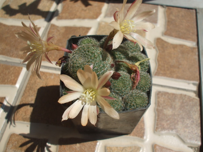 Rebutia heliosa "Sunrise" - cactusi infloriti
