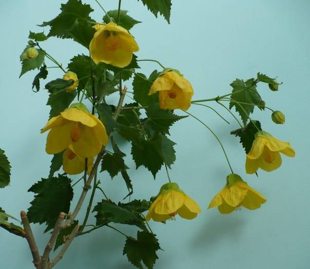 P1140539 - ABUTILONI