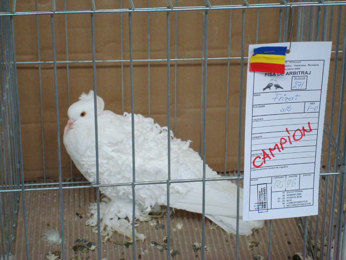 DSC04900 - Campioni de toate rasele la Expo Fauna Banatului 2009 Timisoara