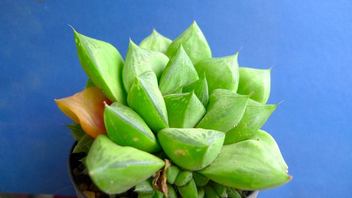 Haworthia cymbiformis