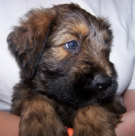 Briard - BRIARD Ciobanesc de BRIE