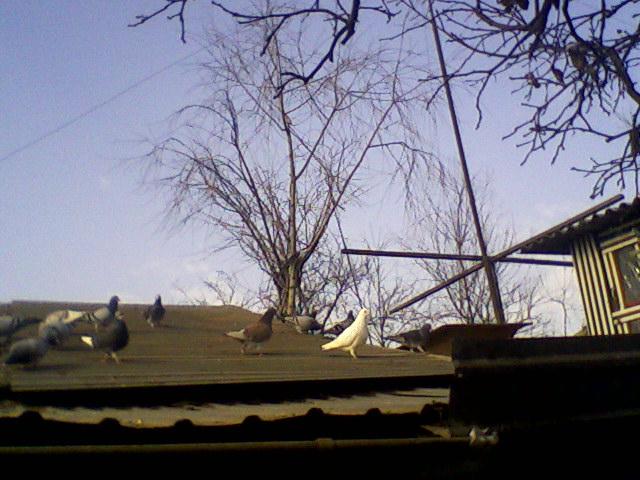 Fotografii-0023.Adg - Copy (3) - Porumbeii mei calatori