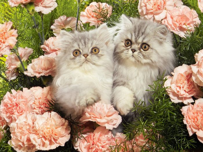 Persian Kittens Among Carnations - Wallpapers Premium