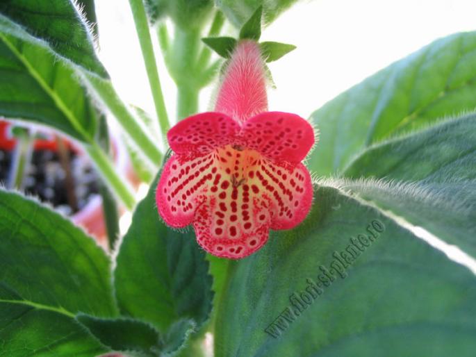 Kohleria Manchu 6 - KOHLERIA I