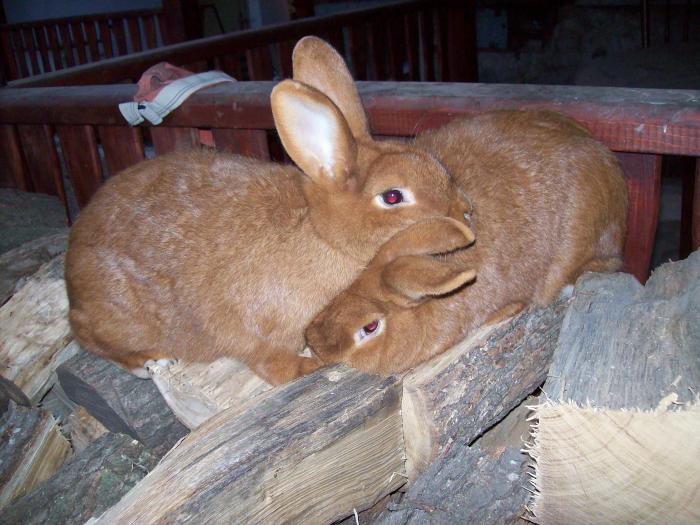 animalele mele recent 146