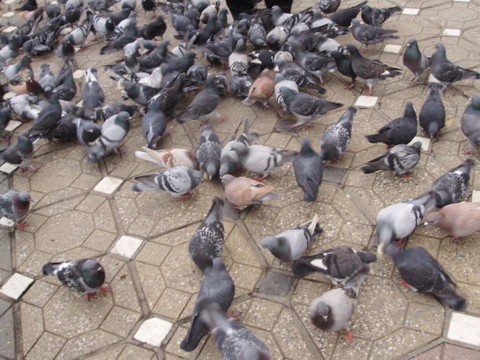 P9040063 - 18g Timisoara