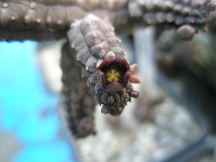 Echidnopsis nubica - floare 27.08