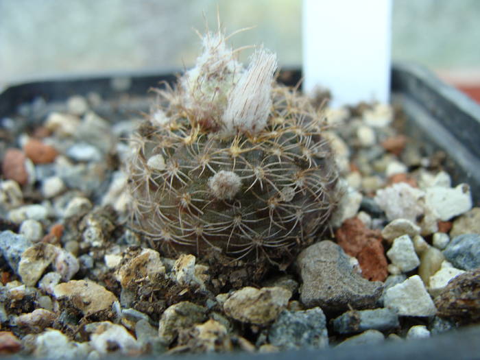 Frailea phaeodisca - Neoporteria si altele