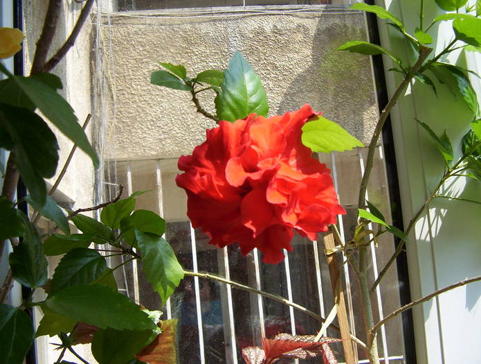 27.06.2009 - HIBISCUS