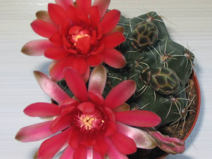 Gymnocalycium baldianum 2009