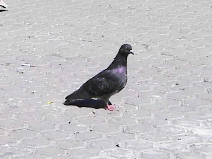 Picture 246 - 18c Bucuresti