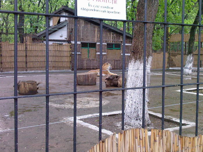tigru - Zoo Braila