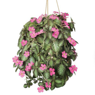 Episcia-Pink-Panther - Episcia