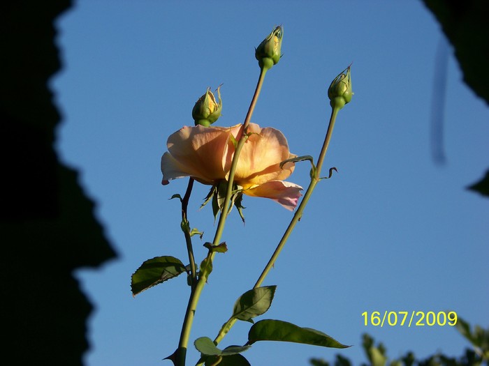 100_7841 - Iulie 2