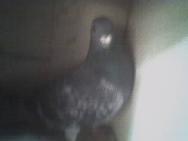 M07 - 2-Poze din 6-05-09