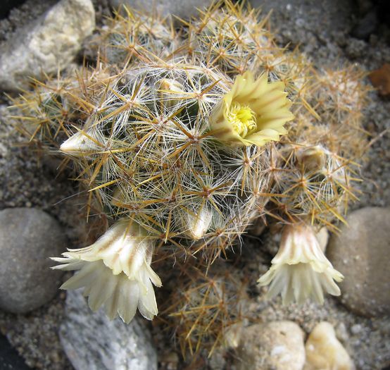 M.prolifera - Mammillaria