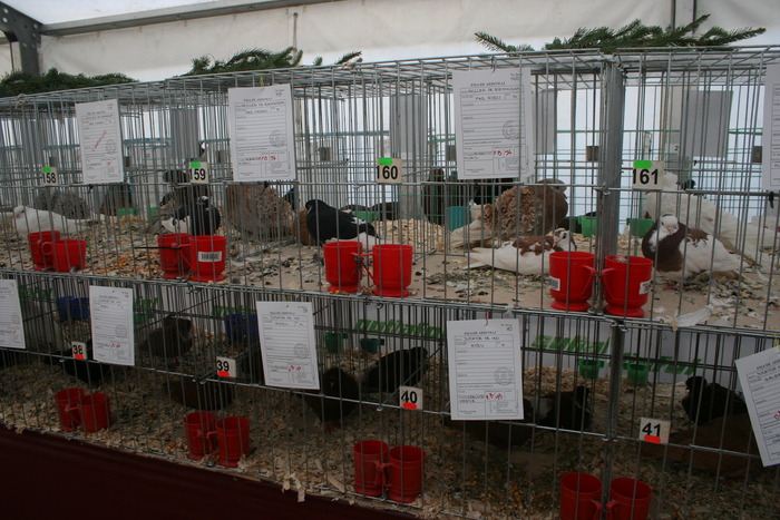 EXPO-PAS Suceava 2009 - EXPO PAS Suceava 2009