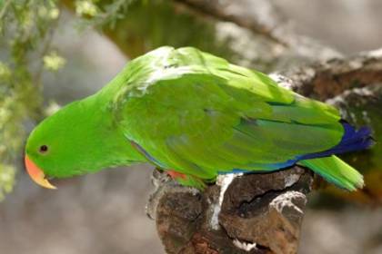 papagal eclectus