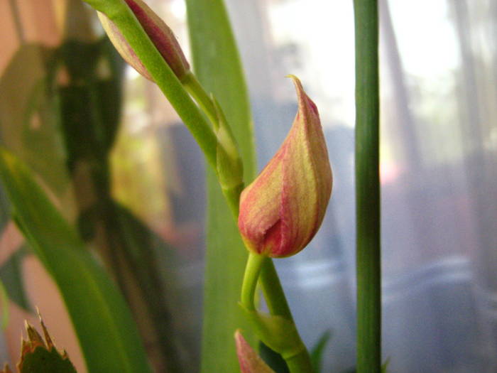 IMG_0645 - orhidee miltonia