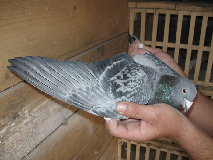 IMG_0165 - porumbei voiajori 2009 Crescatoria LUNGU MIHAITA