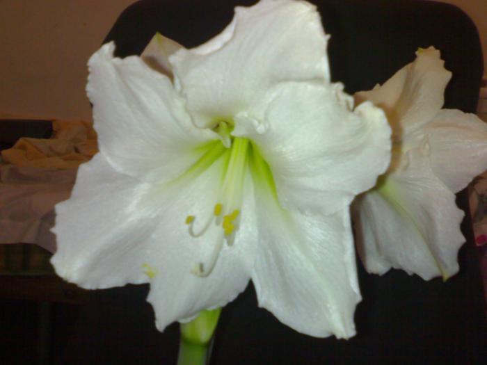 Chr. Gift - Hippeastrum sezon 2008