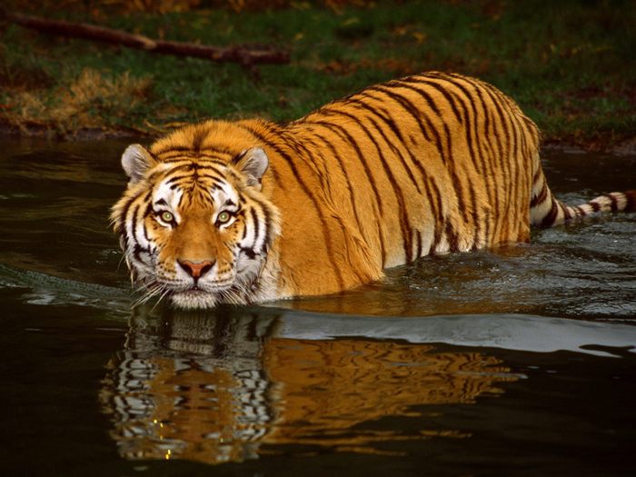 Swimming Tiger; Cele mai frumoase animale.
