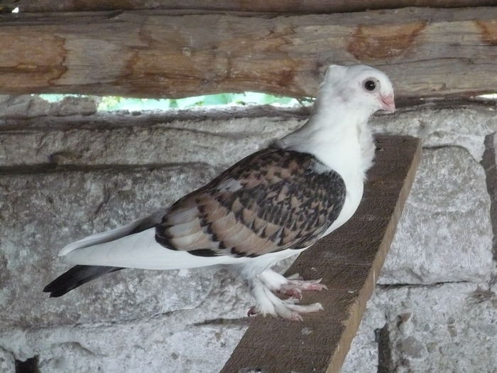 misirliu rosu