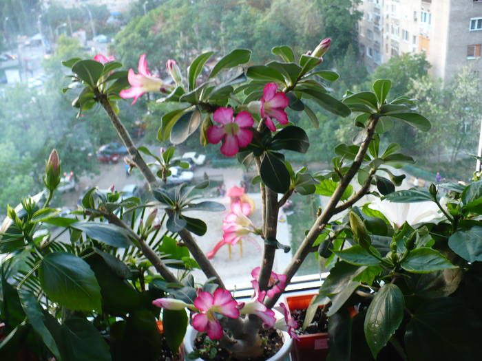 P1120378 - ADENIUM OBESUM