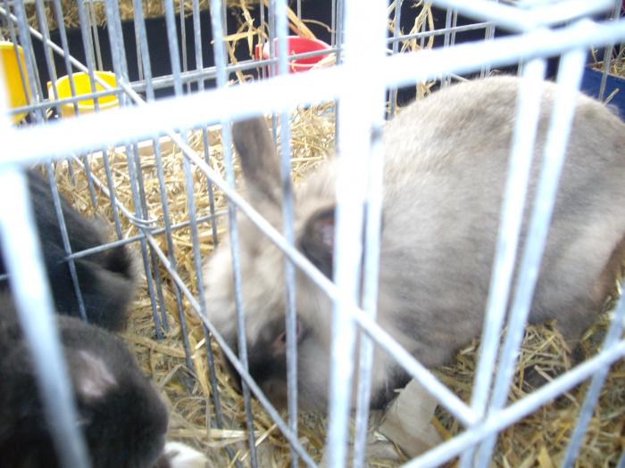 IMGP2797 - Expo Brasov 2009-iepuri
