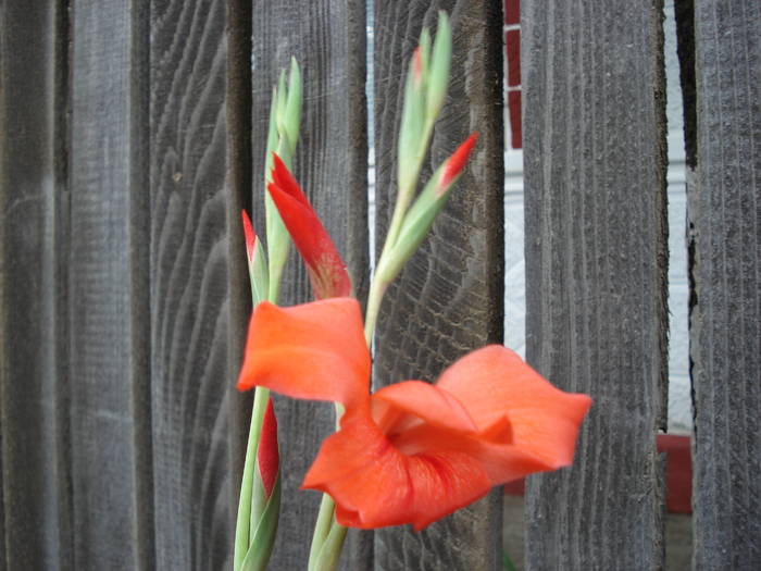 tot gladiola - FLORILE MELE