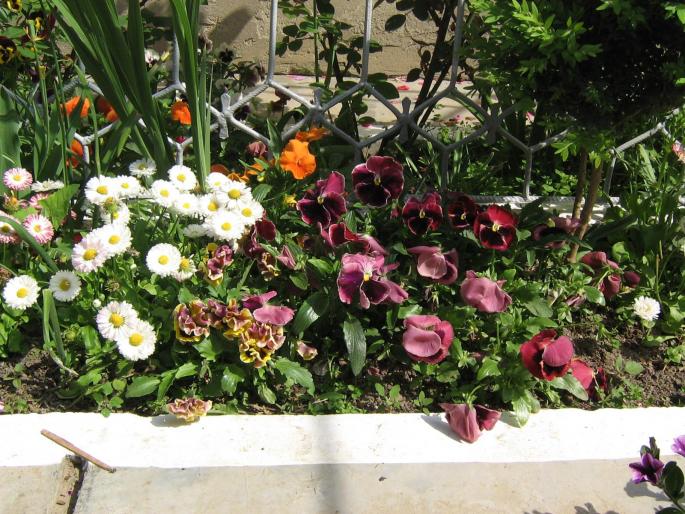 panselute si banutei - flori de gradina 2008
